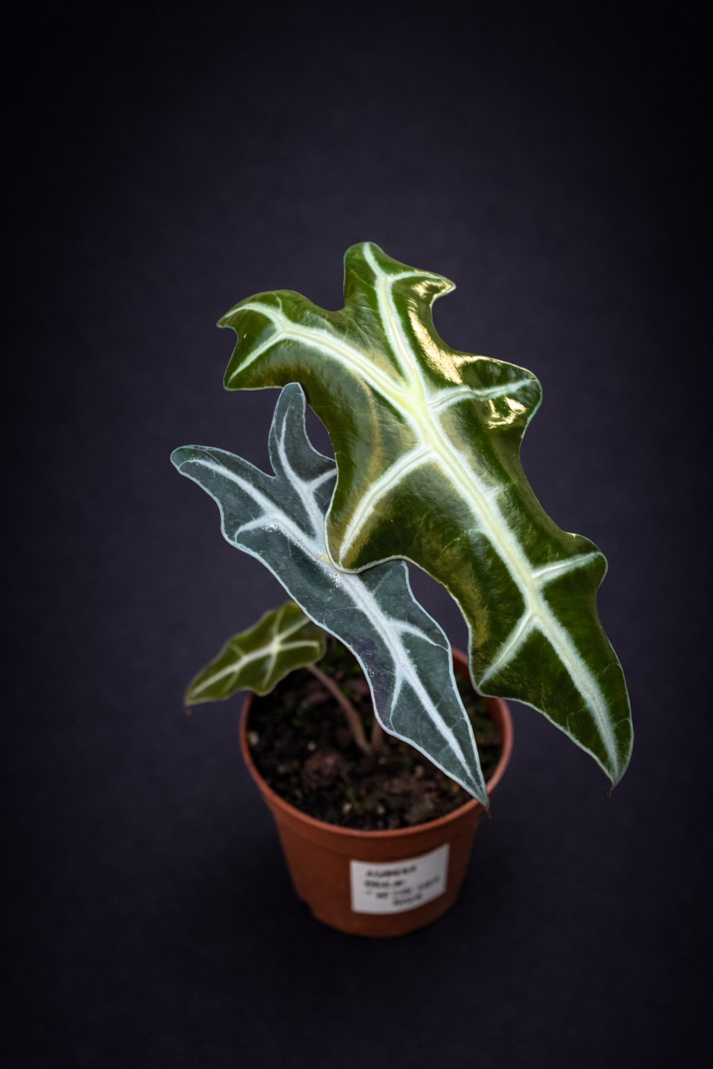 Alocasia Nobilis