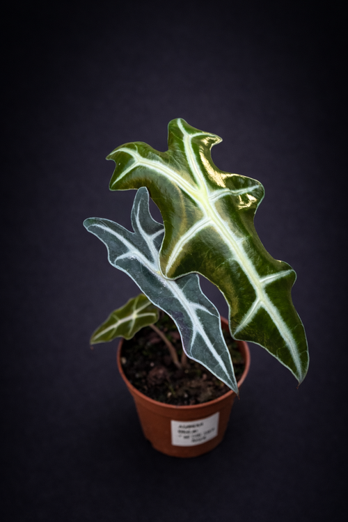 Alocasia Nobilis