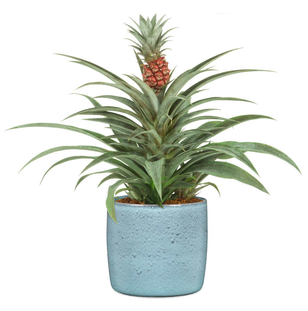 2Er Set Übertöpfe Solido 900 aus Keramik