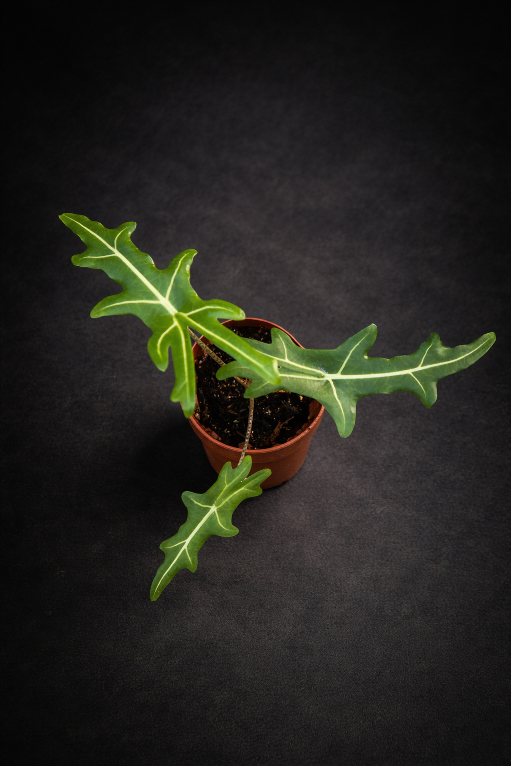 Alocasia Portei