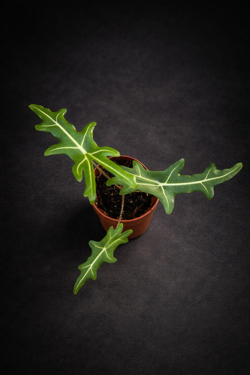 Alocasia Portei