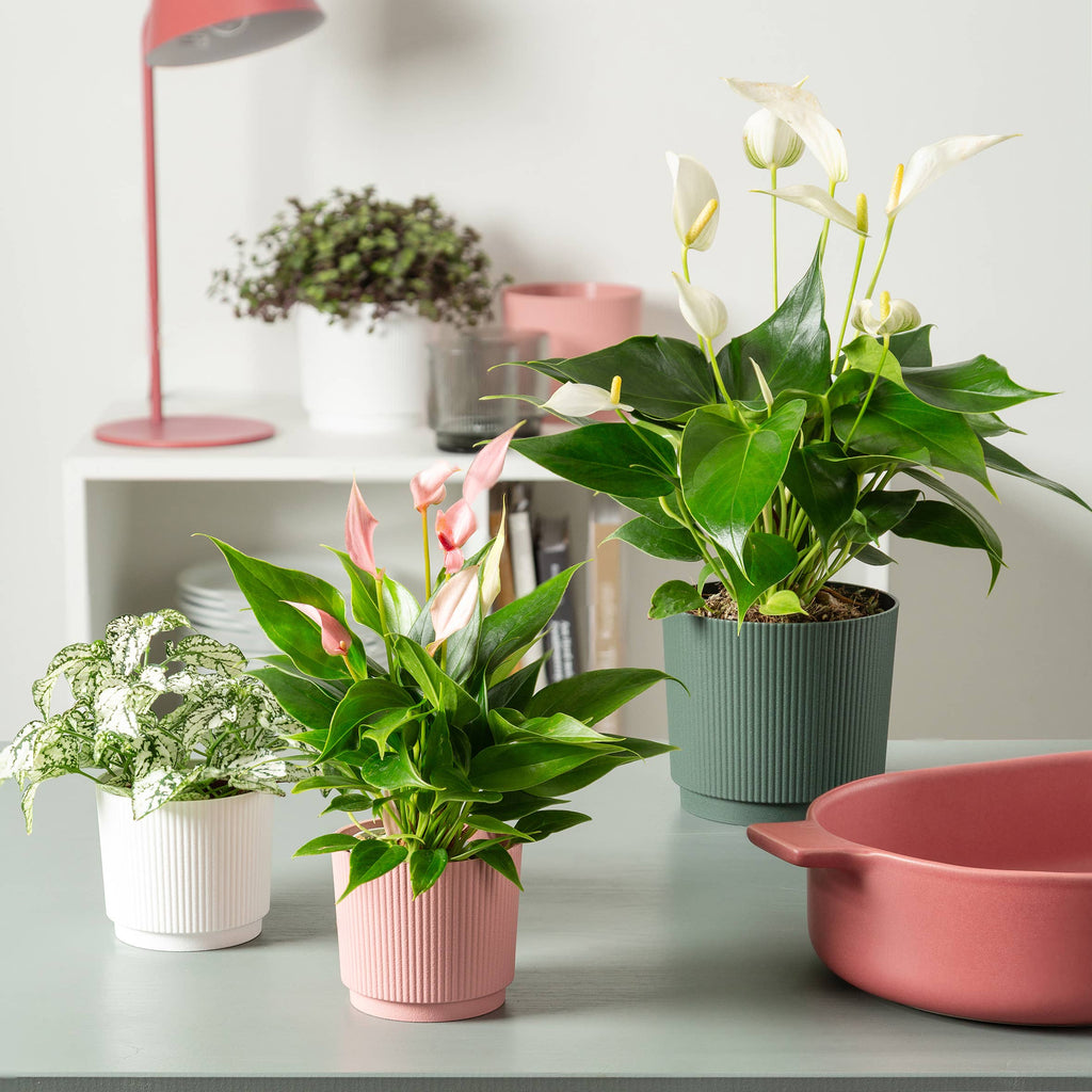 Blumentopf/Übertopf Lino 237/13 - 21 aus Kunststoff