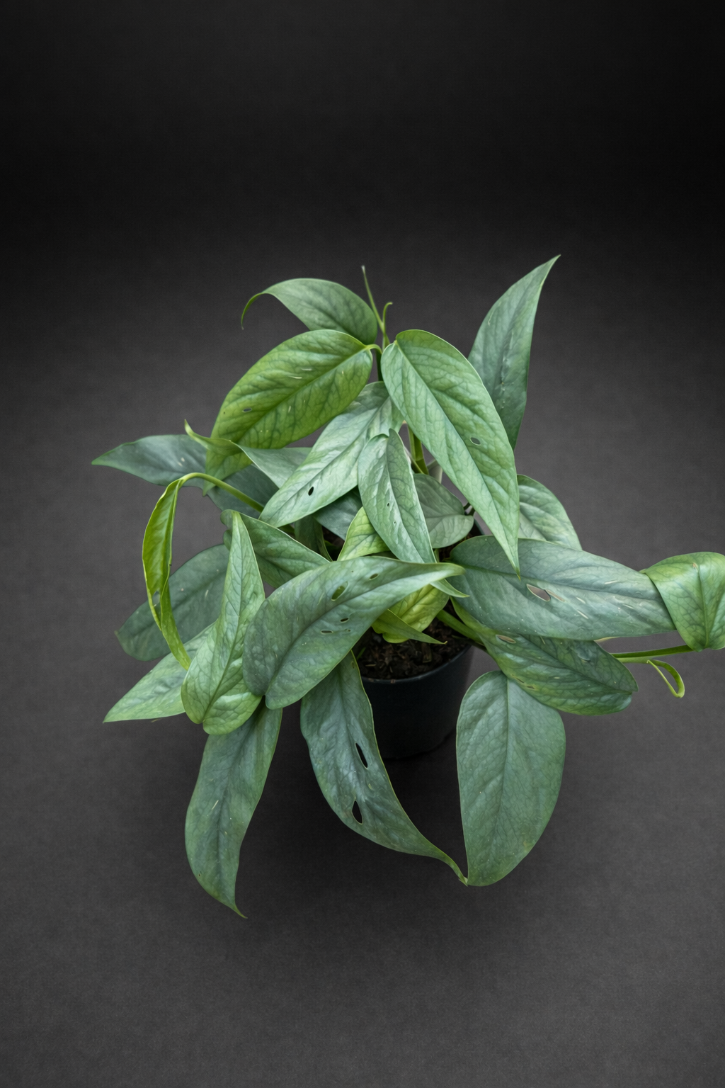 Epipremnum Cebu Blue