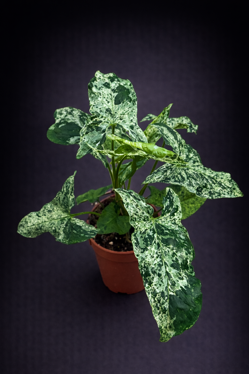 Syngonium Mottled