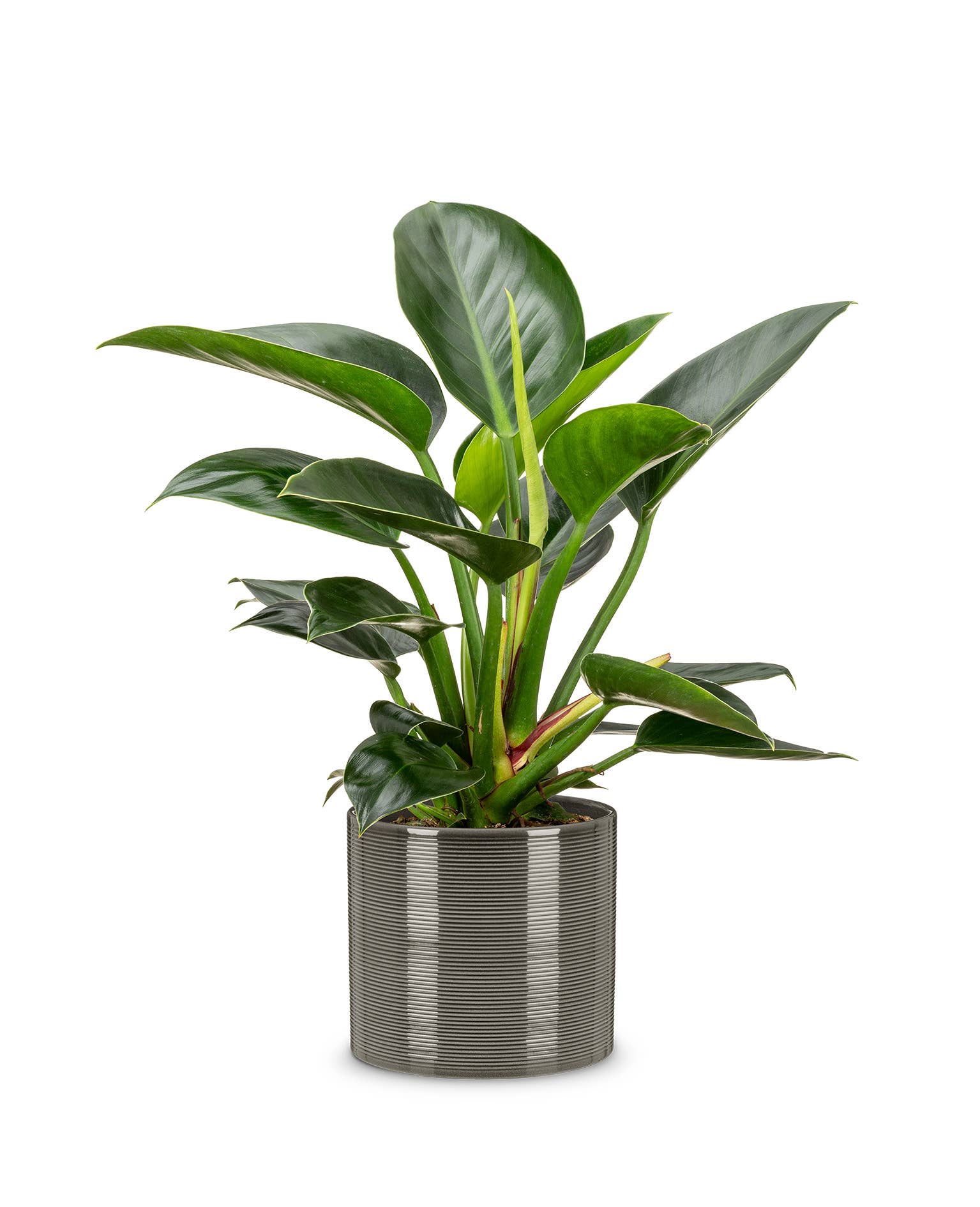 Blumentopf/Übertopf 828 aus Keramik