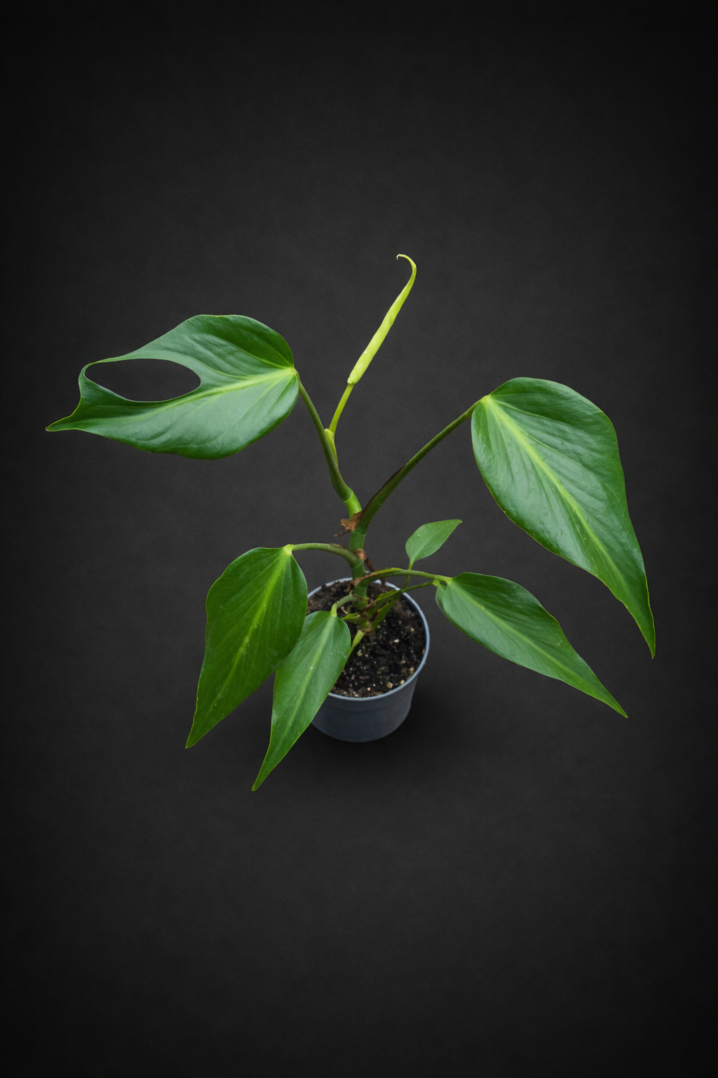 Monstera Burle Marx Flame