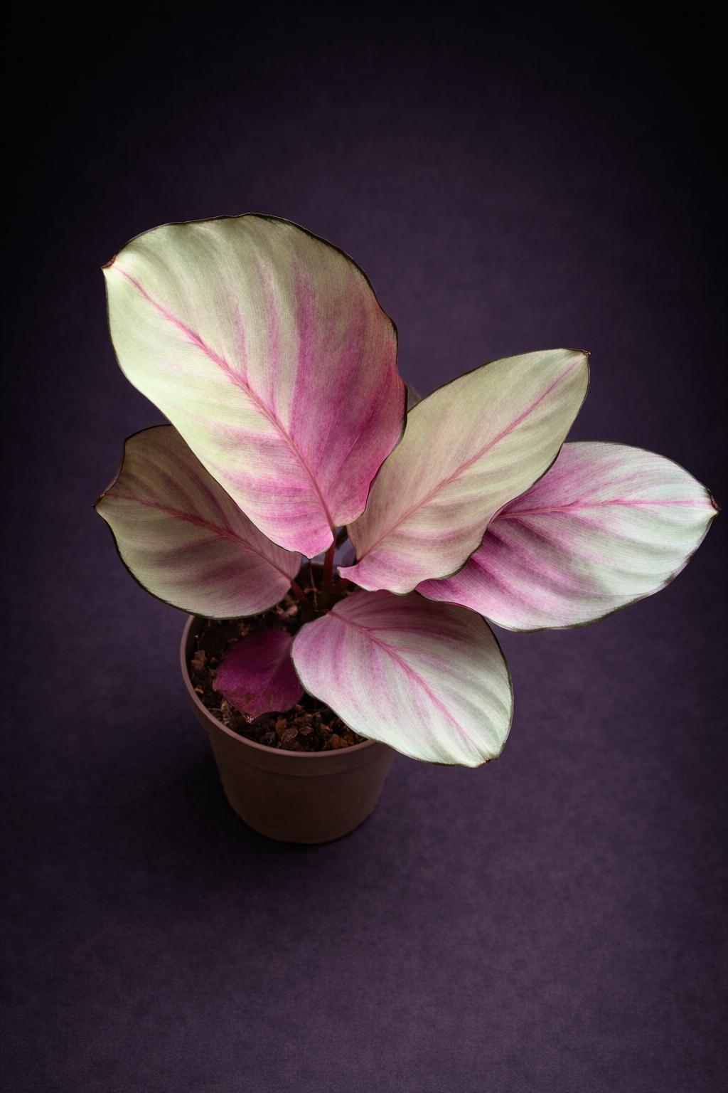 Calathea Silver Plate