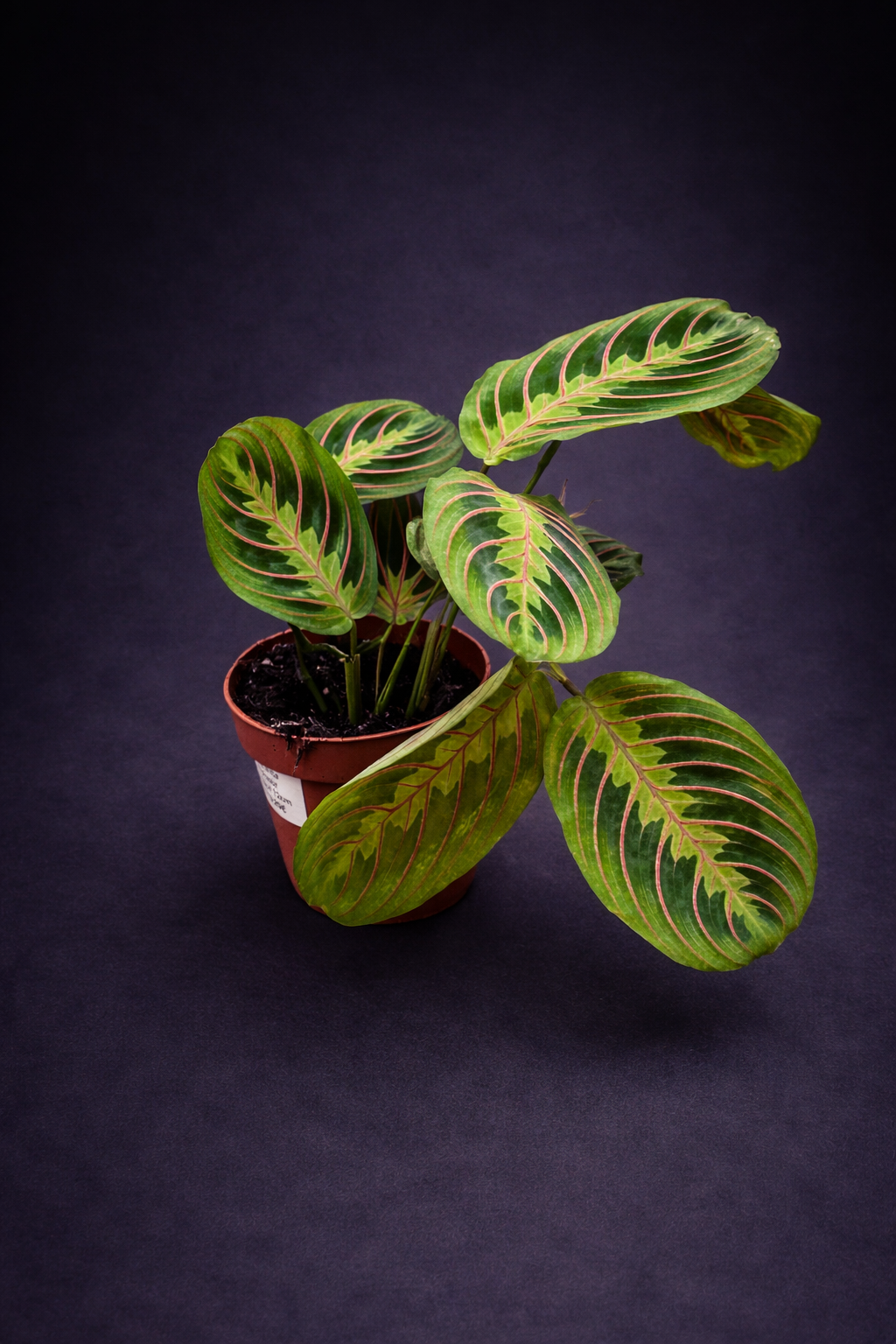 Maranta Tricolor