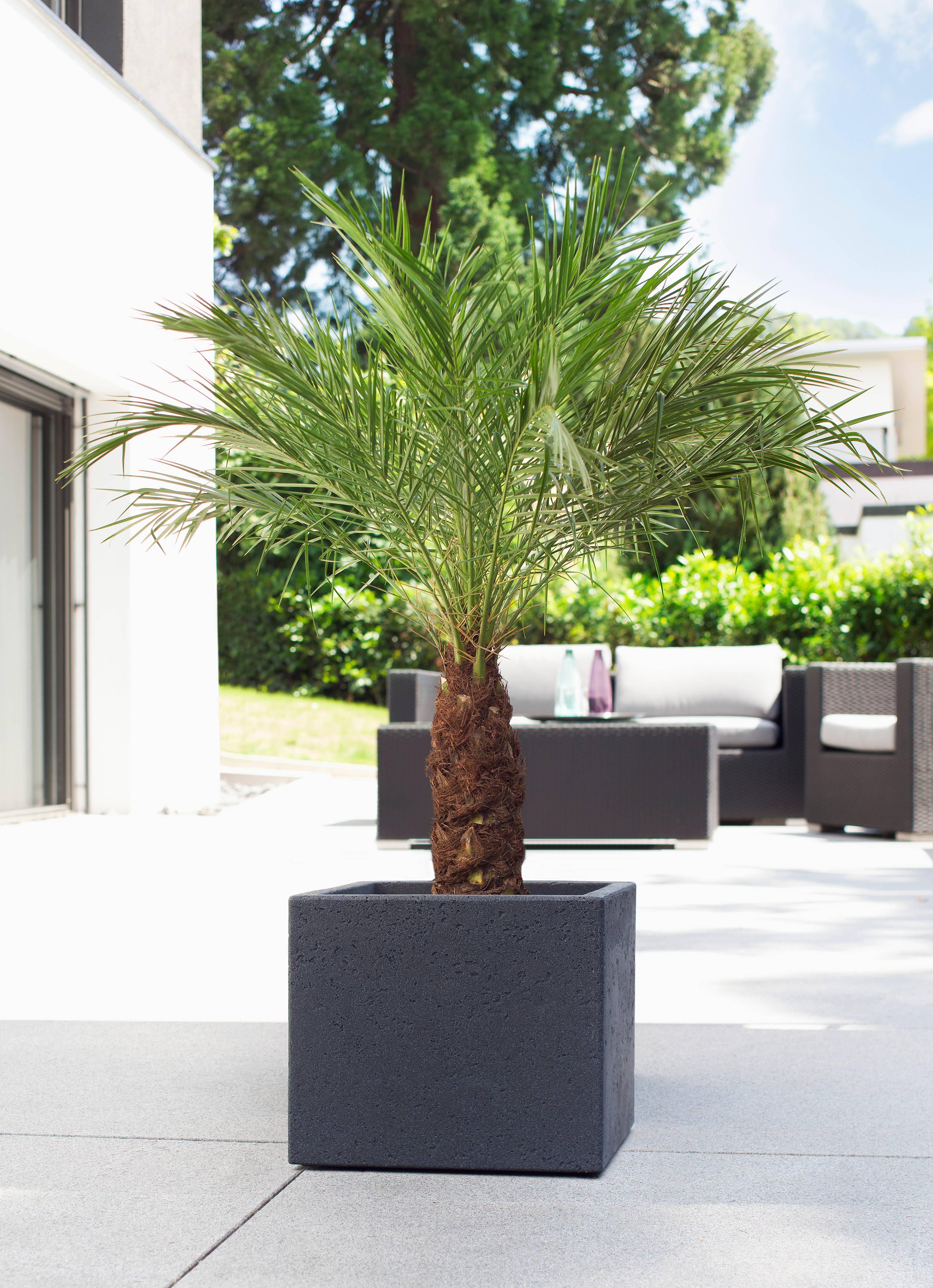 Blumentopf/Pflanzgefäß C-Cube 240 aus Kunststoff