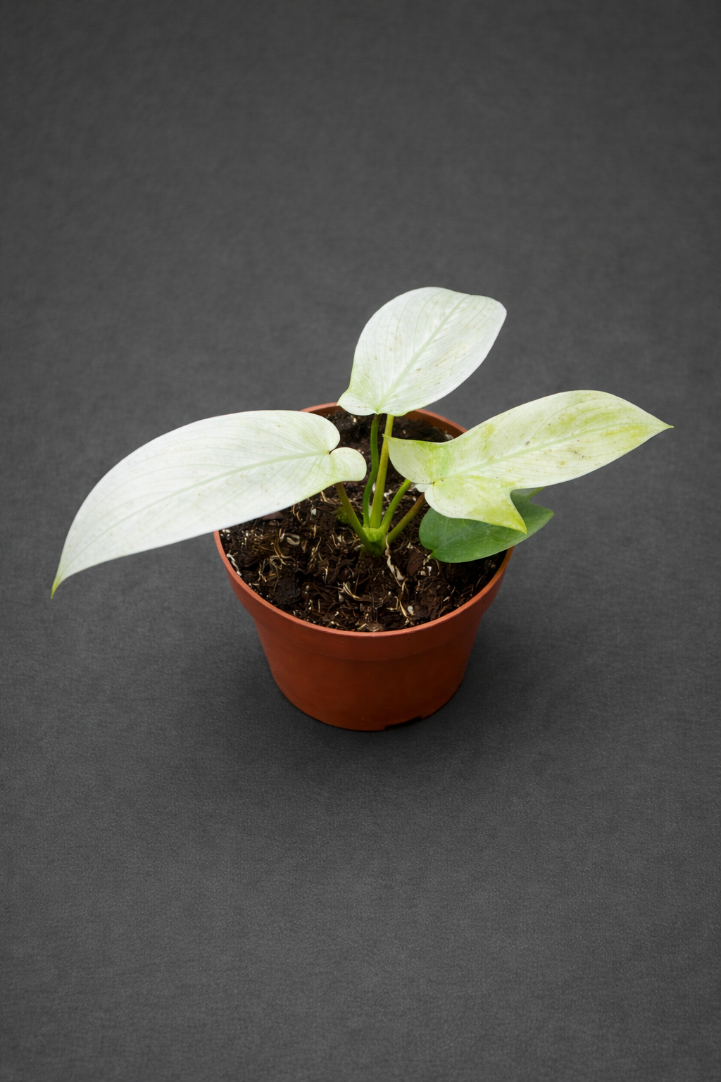 Philodendron Florida Ghost