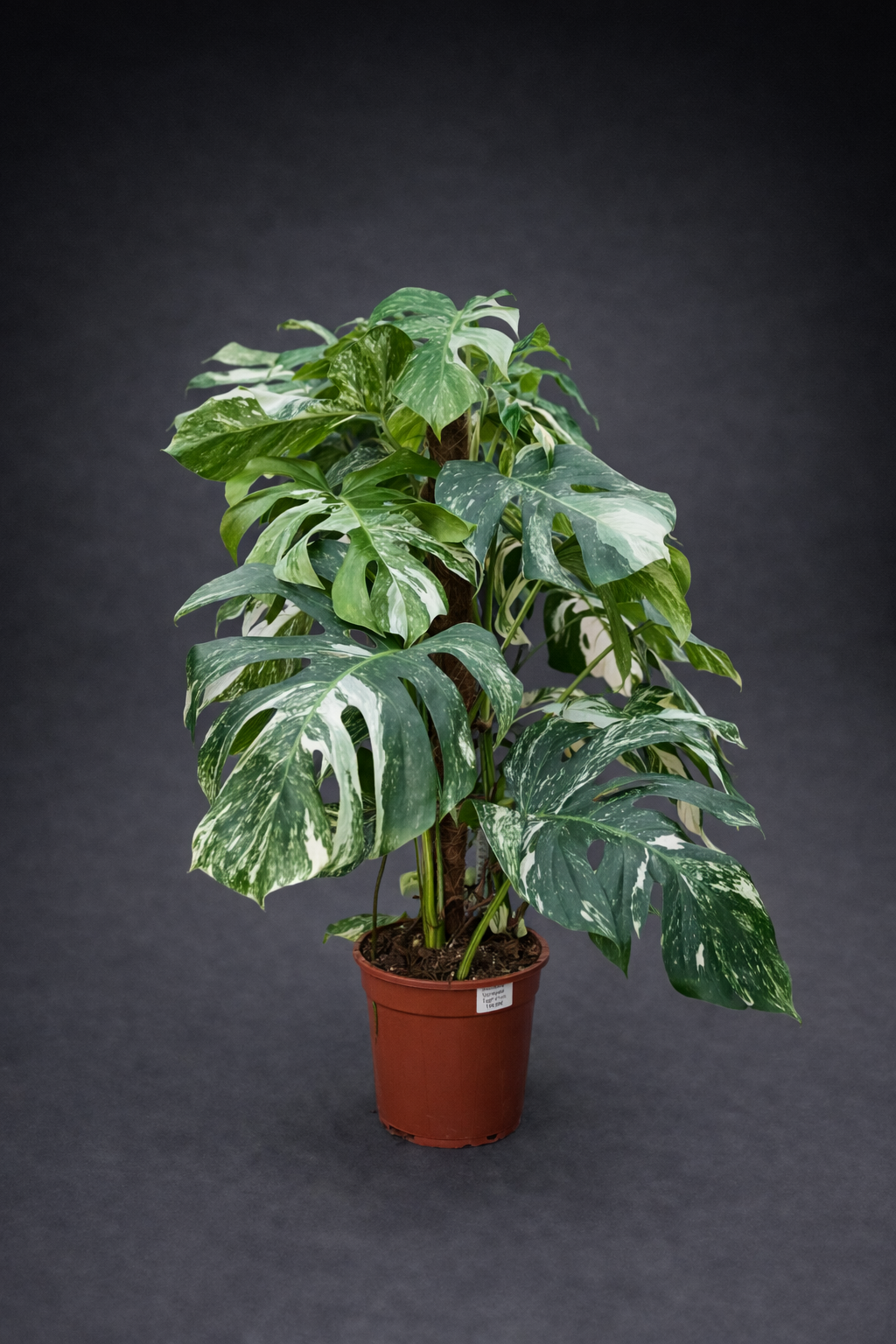 Monstera albo Varigata