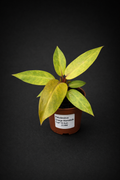 Philodendron Orange Marmalade
