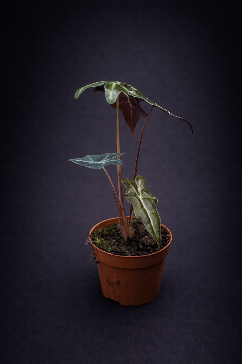 Alocasia Nobilis