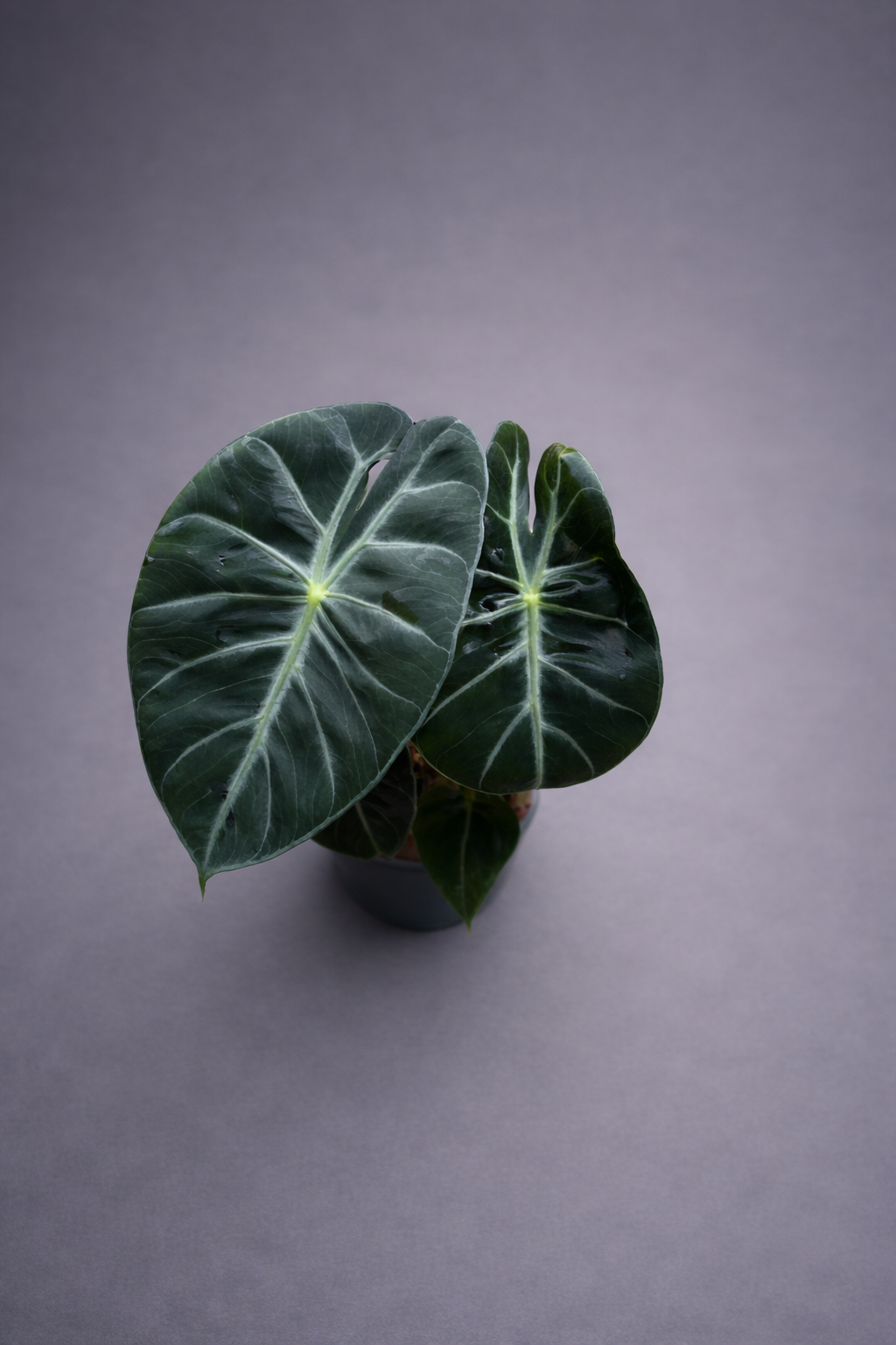 Alocasia Pink Dragon