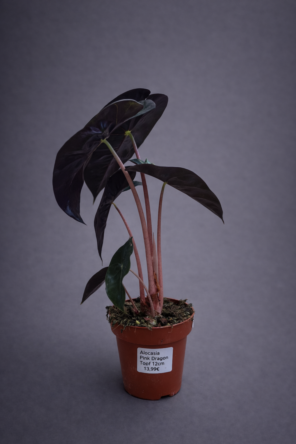 Alocasia Pink Dragon