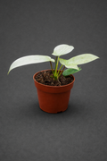 Philodendron Florida Ghost