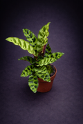 Calathea Insignis