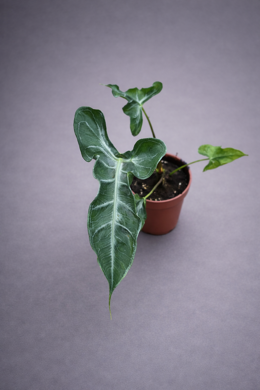 Alocasia Teletubbies