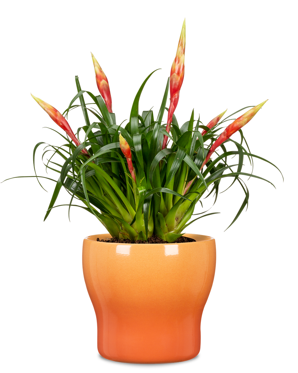 Blumentopf/Übertopf Fun Fiesta 824 aus Keramik