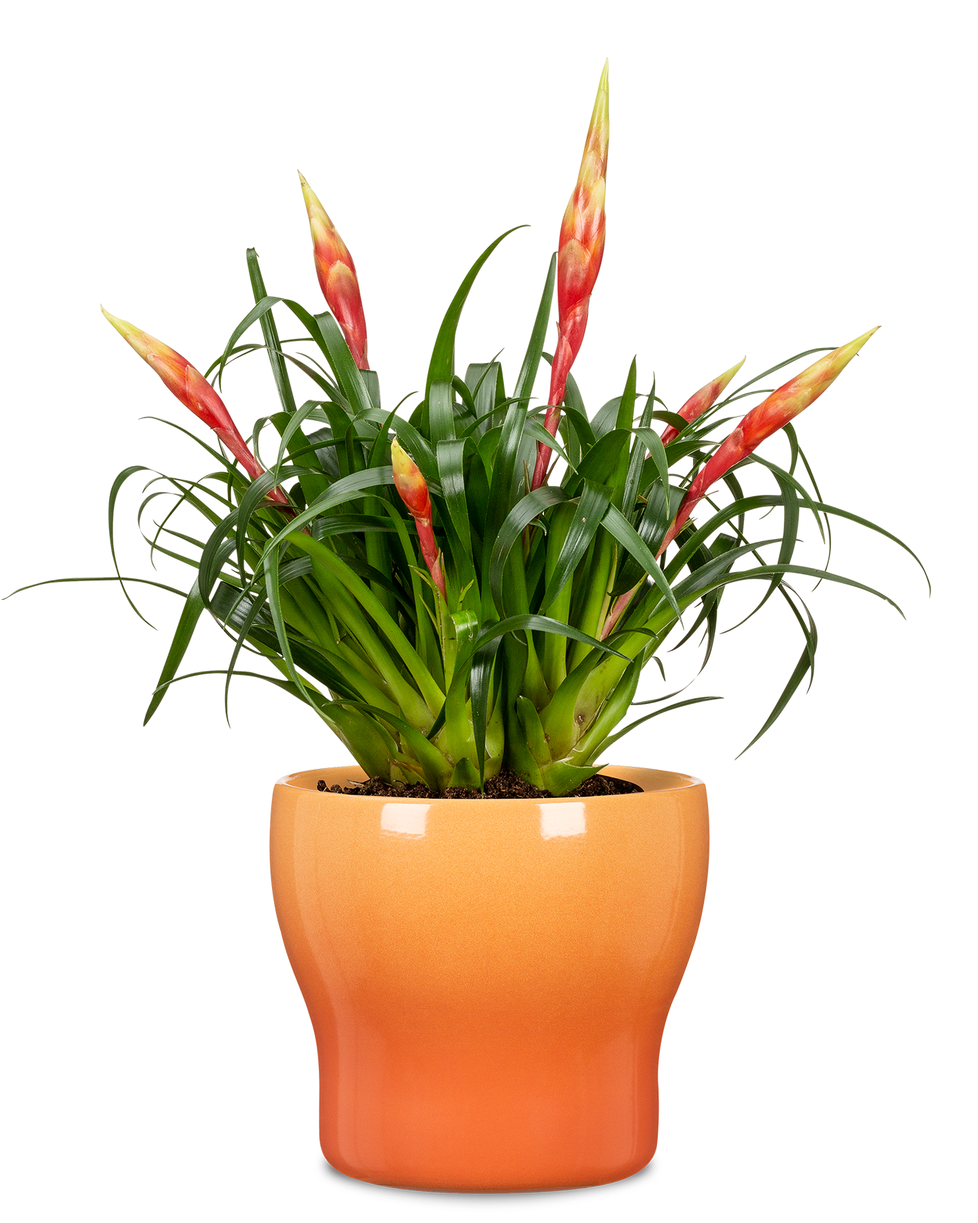 Blumentopf/Übertopf Fun Fiesta 824 aus Keramik