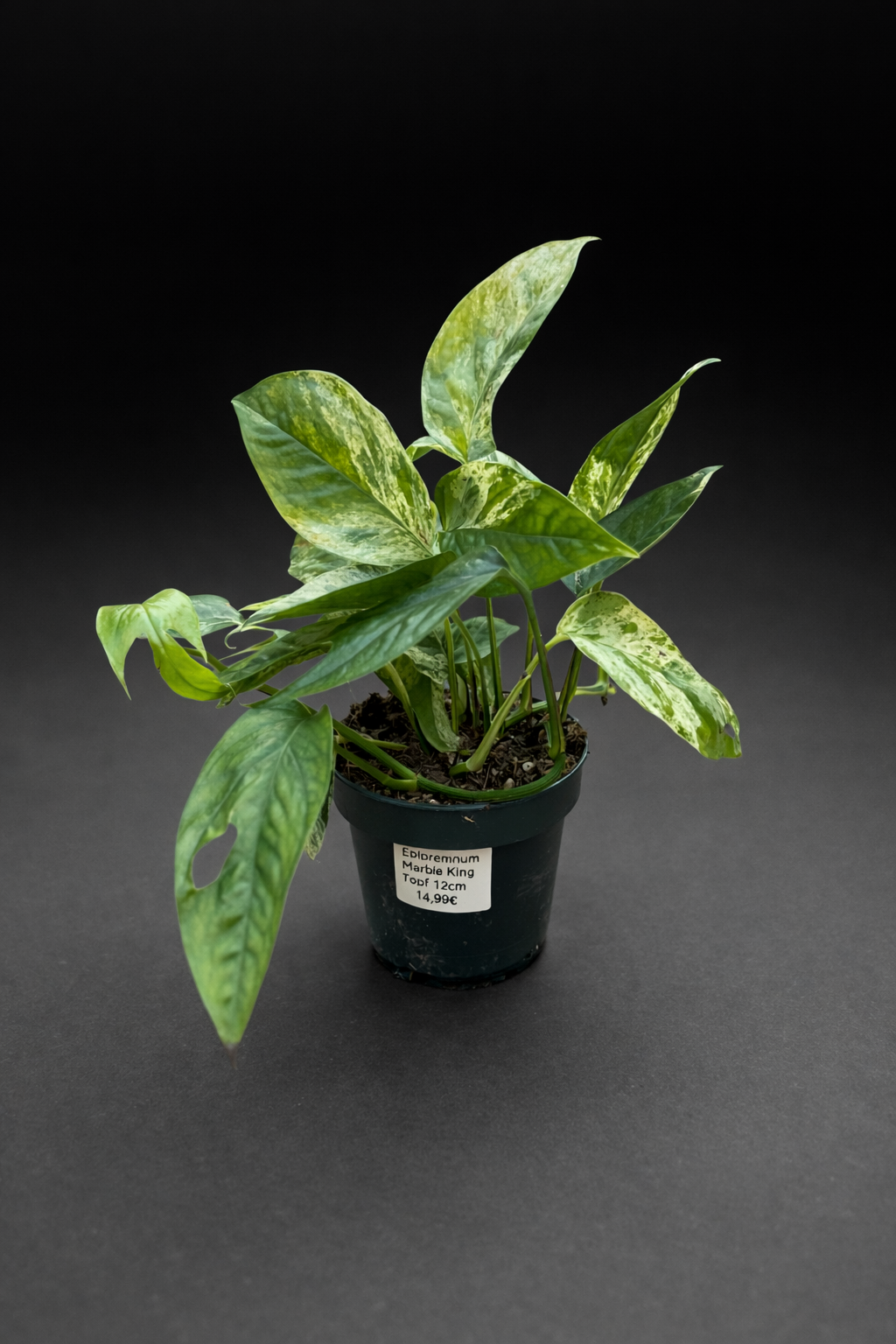 Epipremnum Marble King