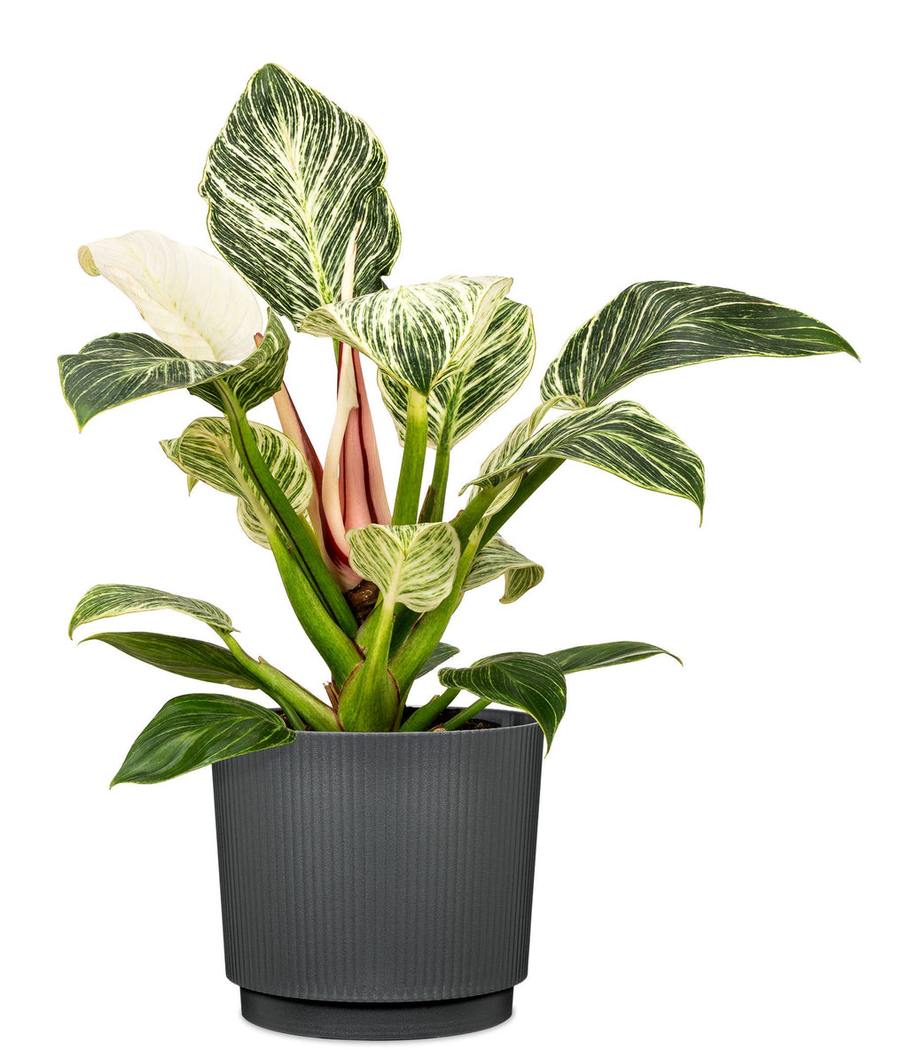 Blumentopf/Übertopf Lino 237/13 - 21 aus Kunststoff