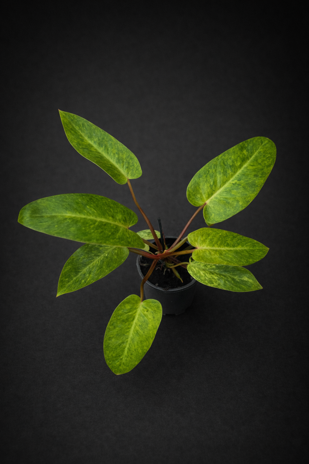 Philodendron Painted Lady