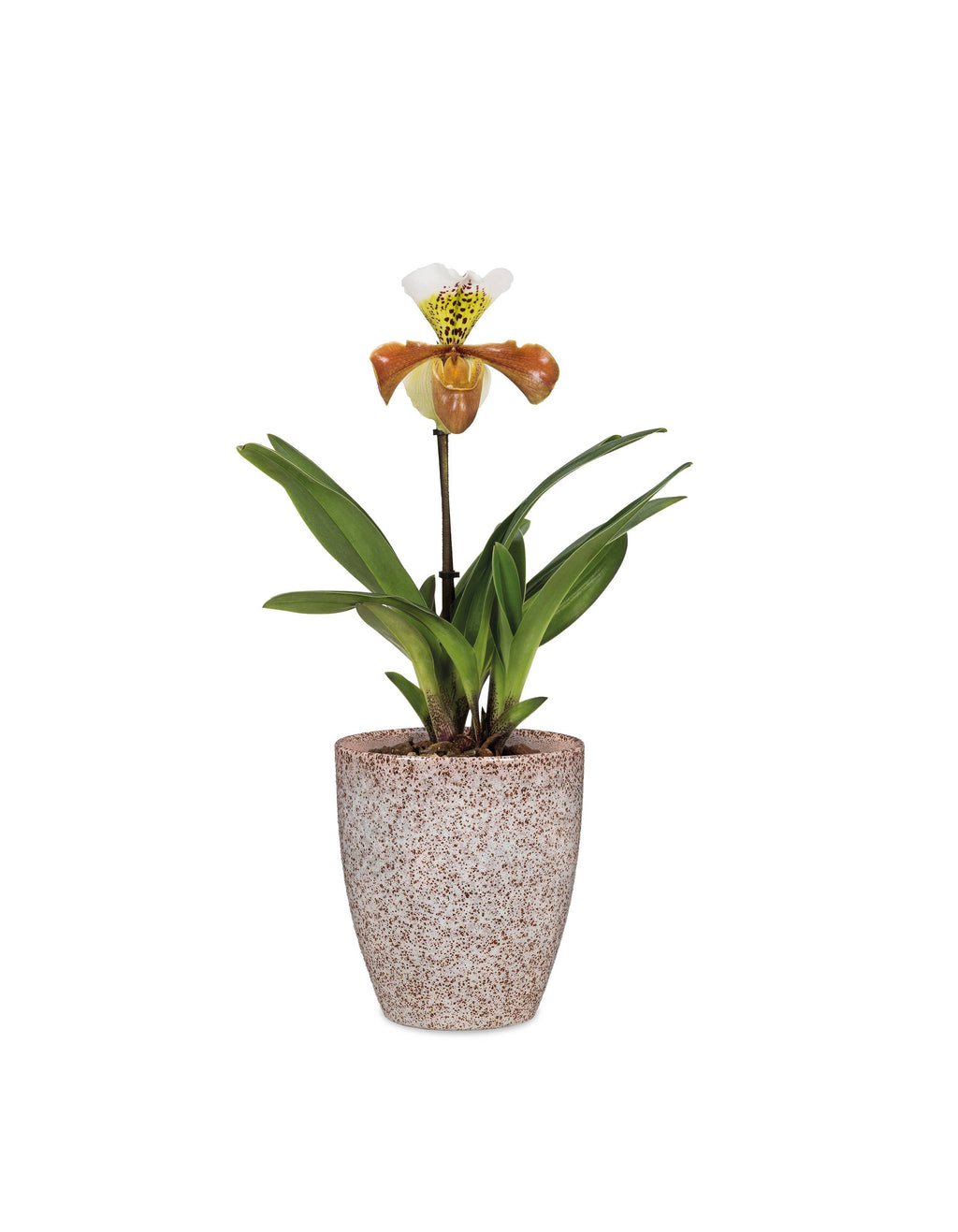 Orchideengefäß 620 aus Keramik