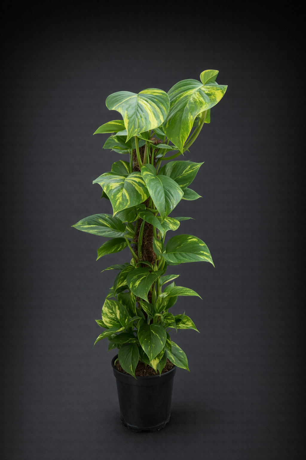 Epipremnum Pinnatum ( Efeutute)