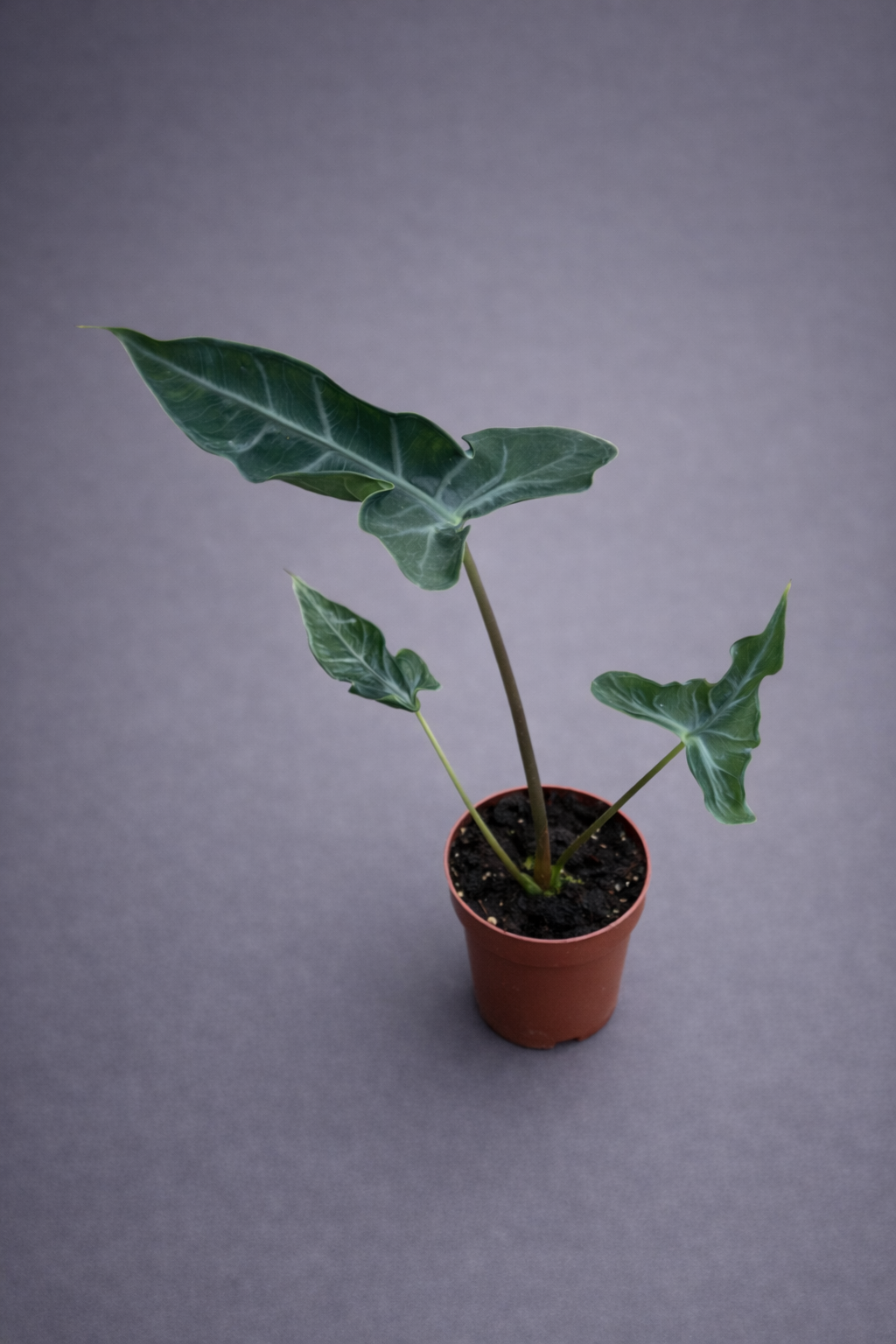 Alocasia Teletubbies