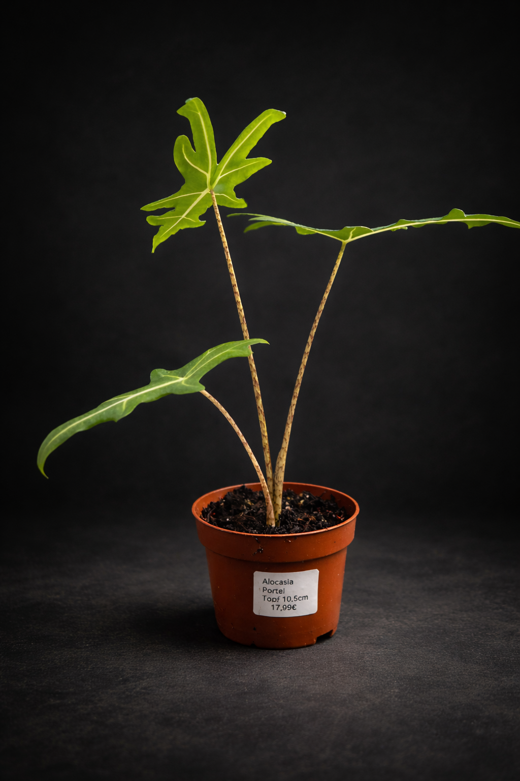 Alocasia Portei