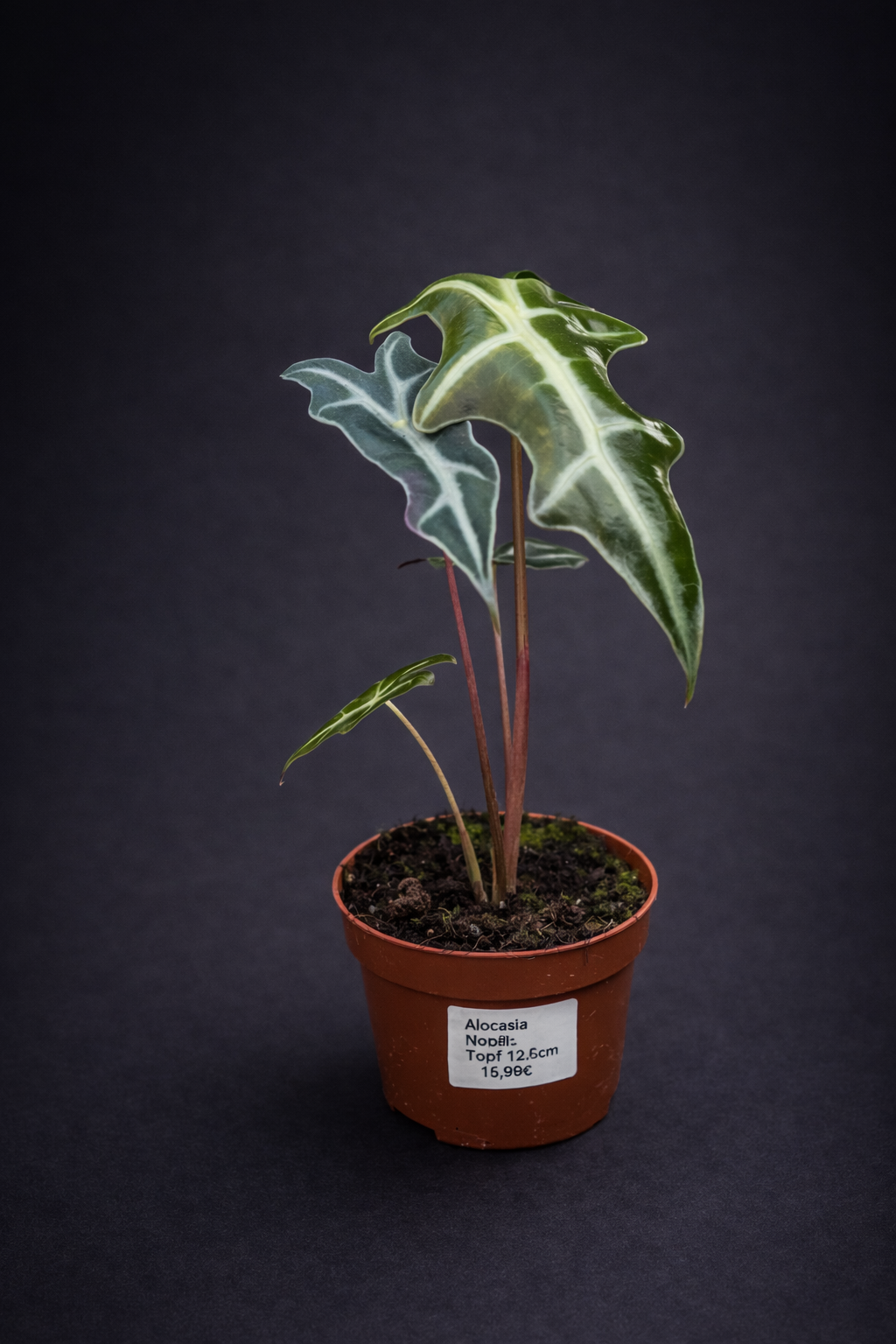 Alocasia Nobilis