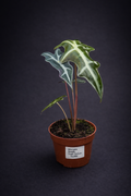 Alocasia Nobilis
