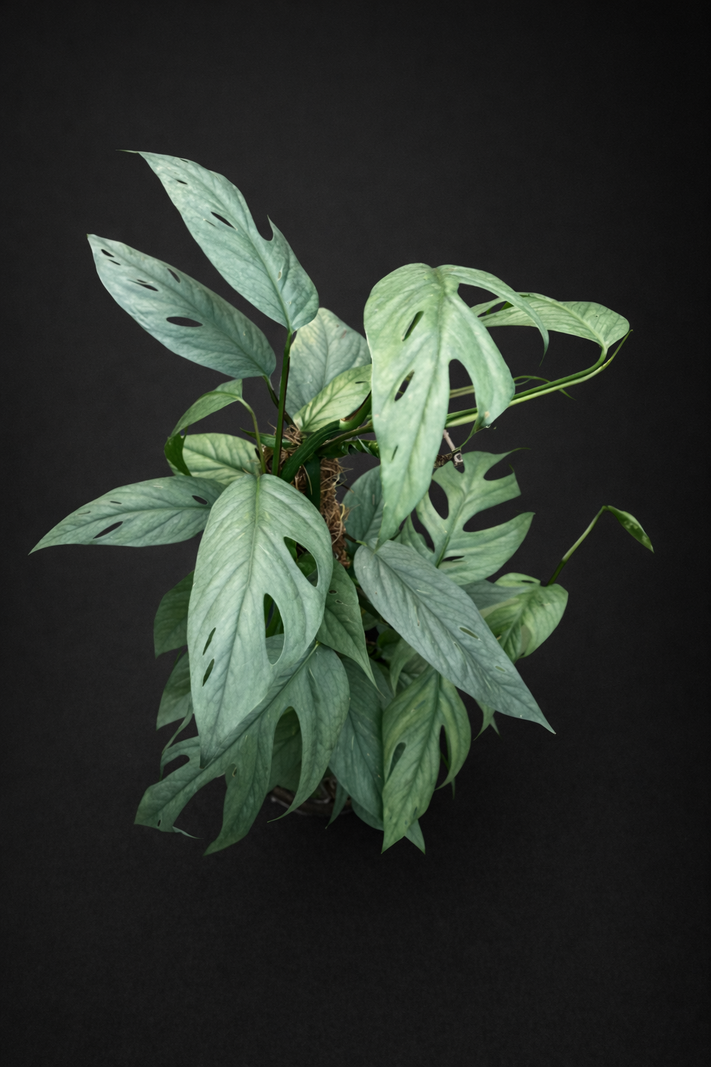 Epipremnum Cebu Blue