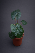 Alocasia Red Petiole