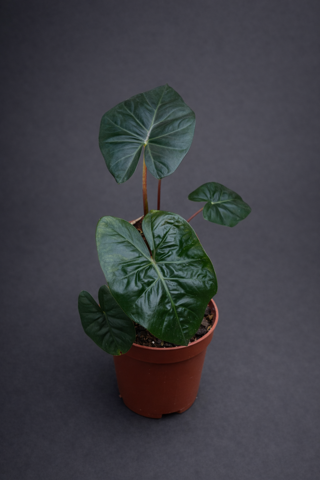 Alocasia Red Petiole