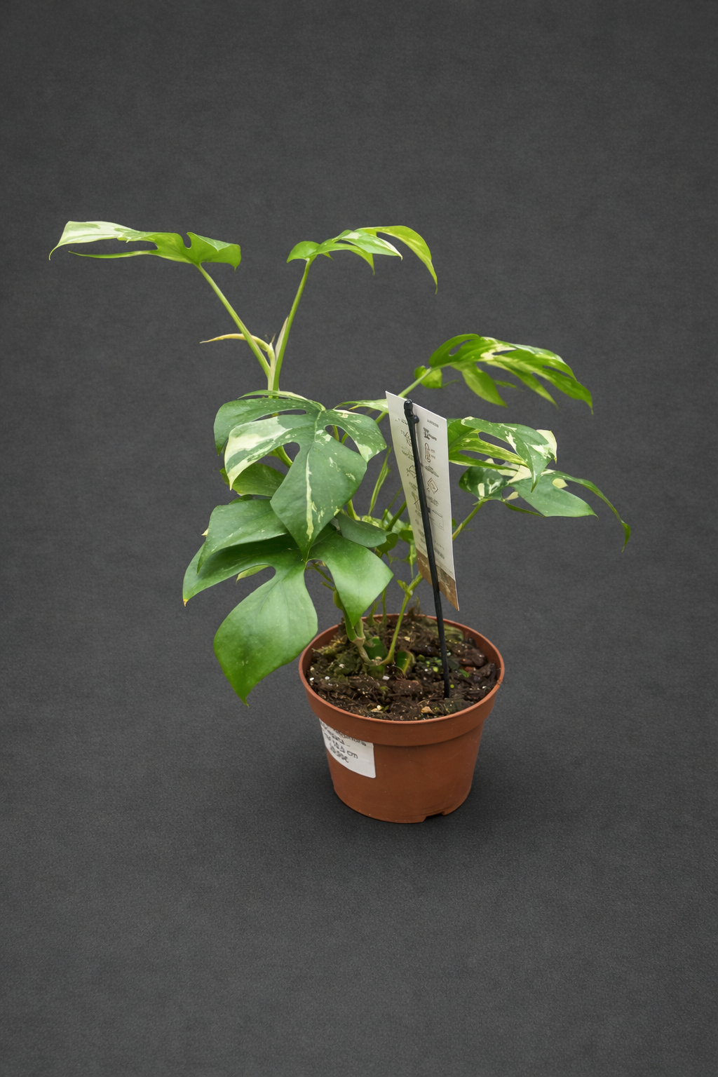 Rhaphidophora tetrasperma Varigata