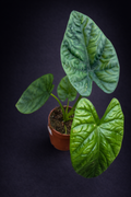 Alocasia Lukiwam