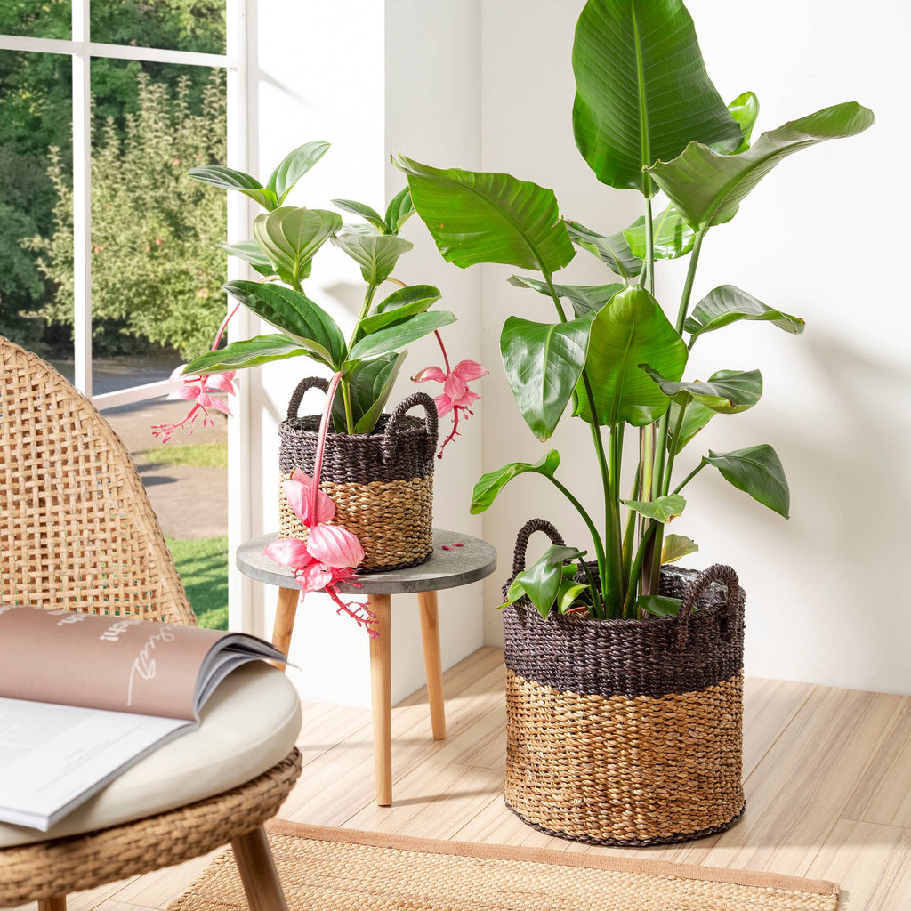 Scheurich Pflanzgefäß 516 aus Seegras