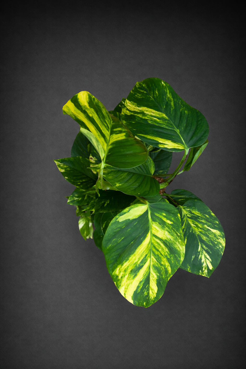 Epipremnum Pinnatum ( Efeutute)