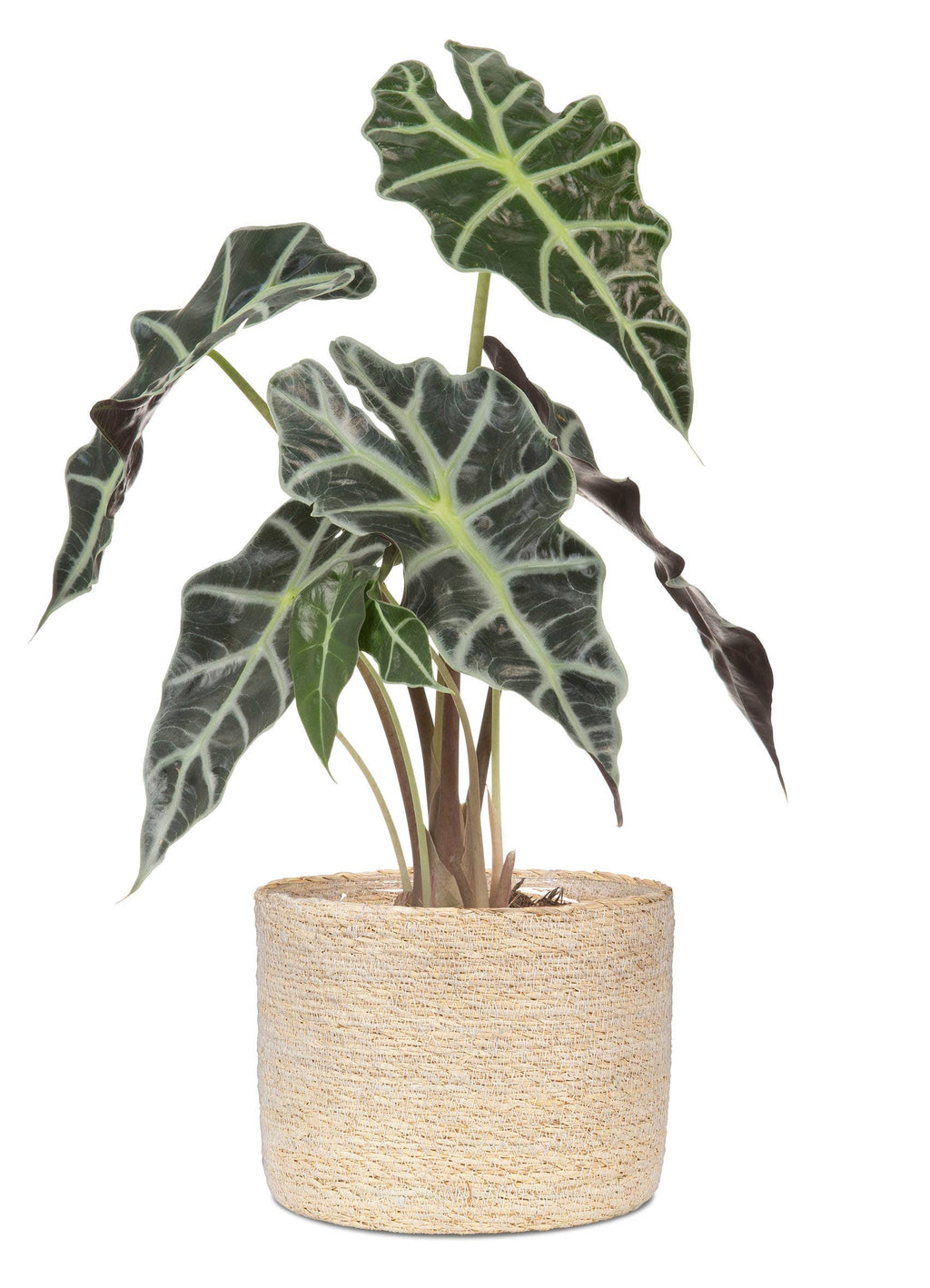 Korbgefäß/Pflanzgefäß 508 Aus Seegras