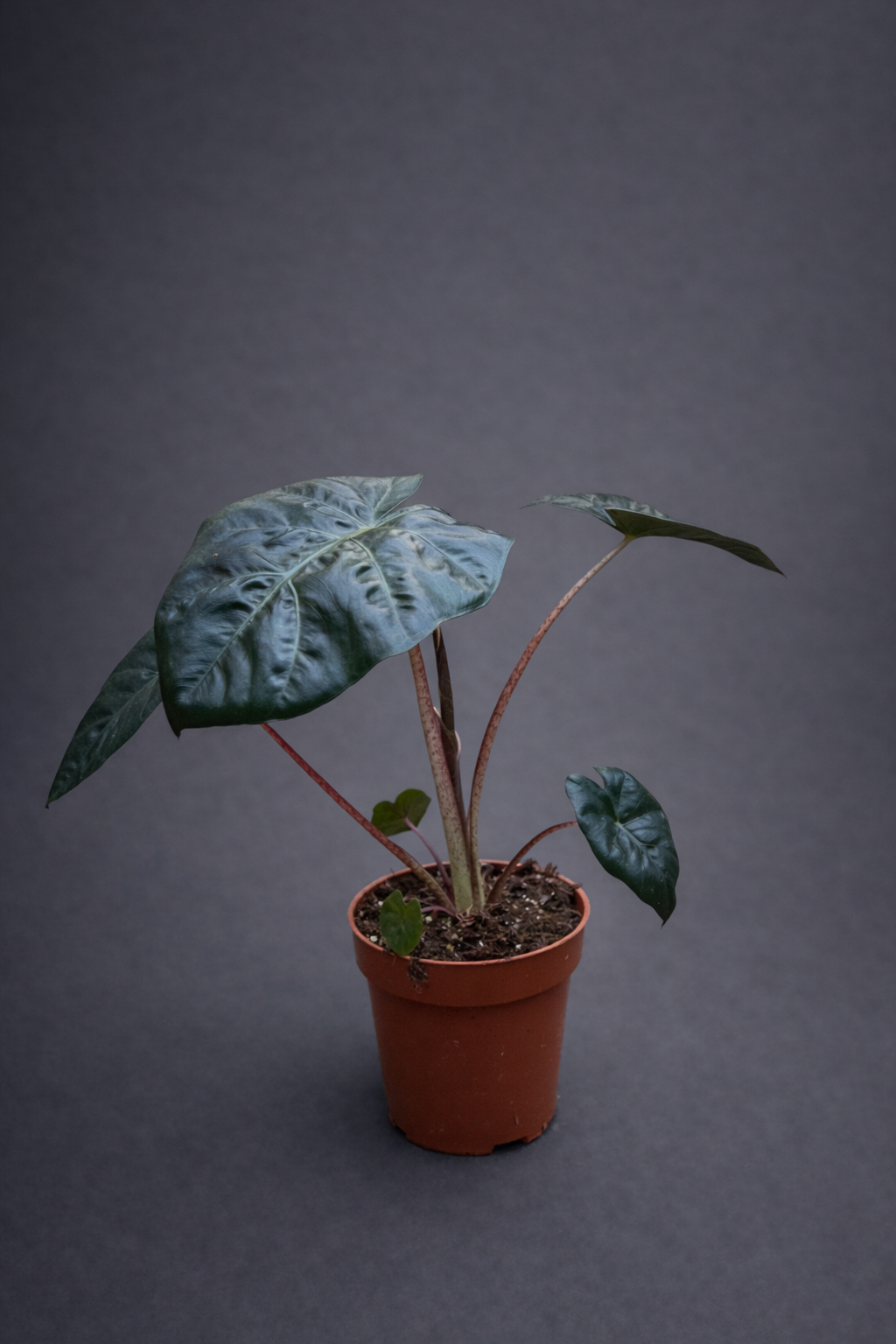 Alocasia Red Petiole