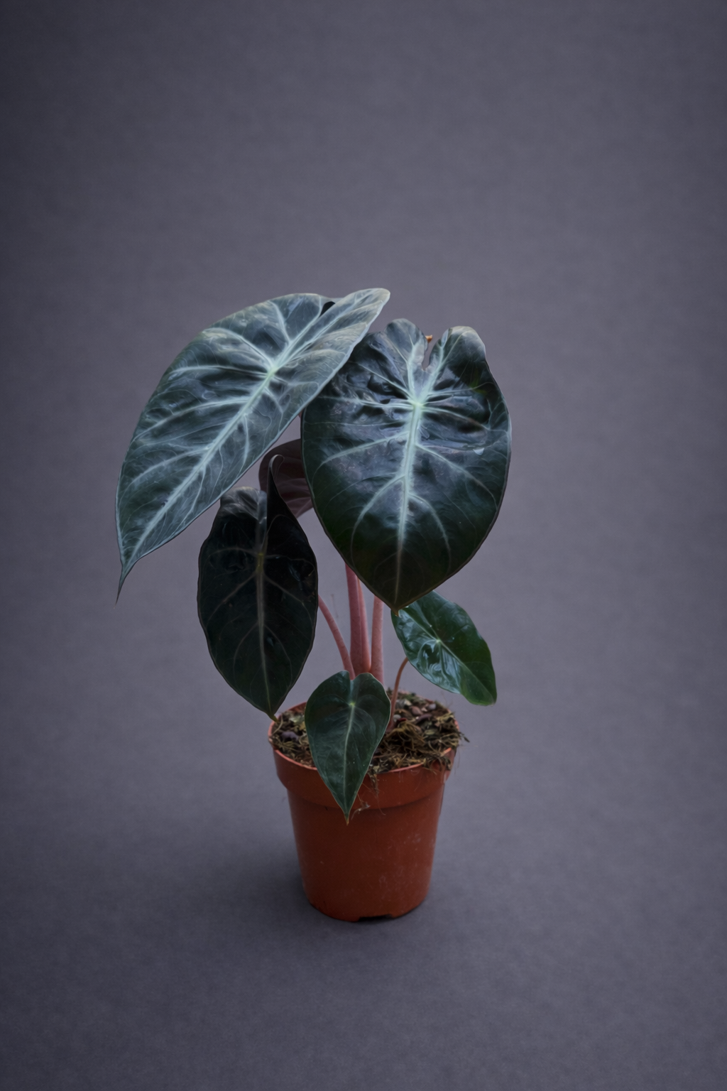 Alocasia Pink Dragon