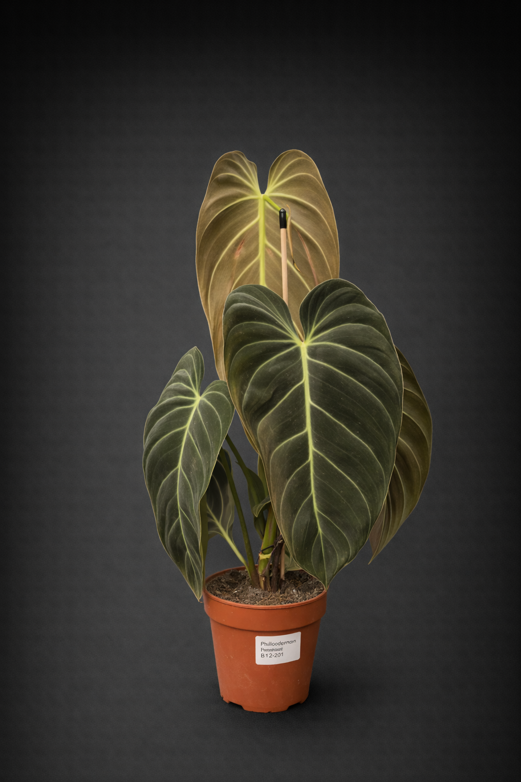 Philodendron Melanochrysum