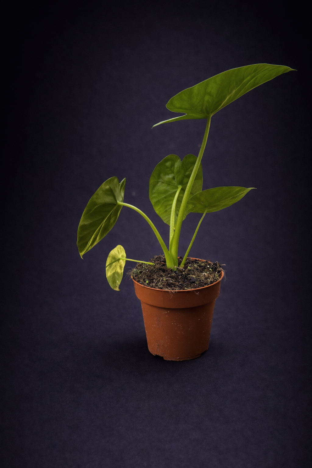 Alocasia Lukiwam