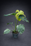 Monstera Mint