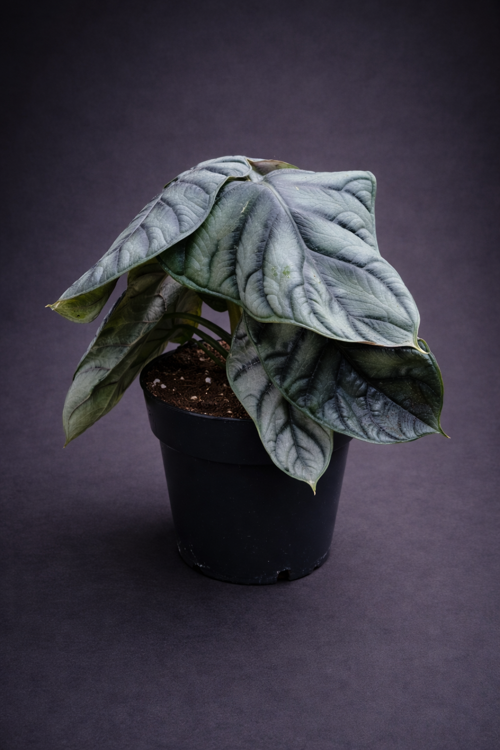 Alocasia Silver Compacta