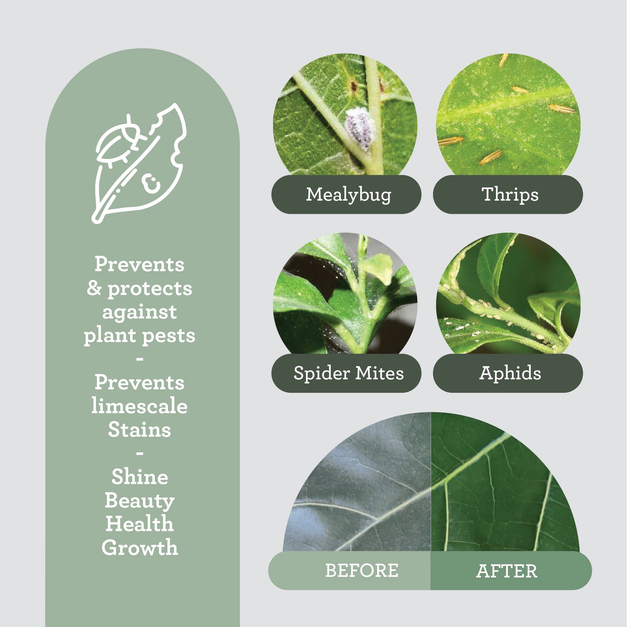 NATÜRLICHES INSEKTIZID | Mit Blattschutz angereichertes Neemöl 50 ml