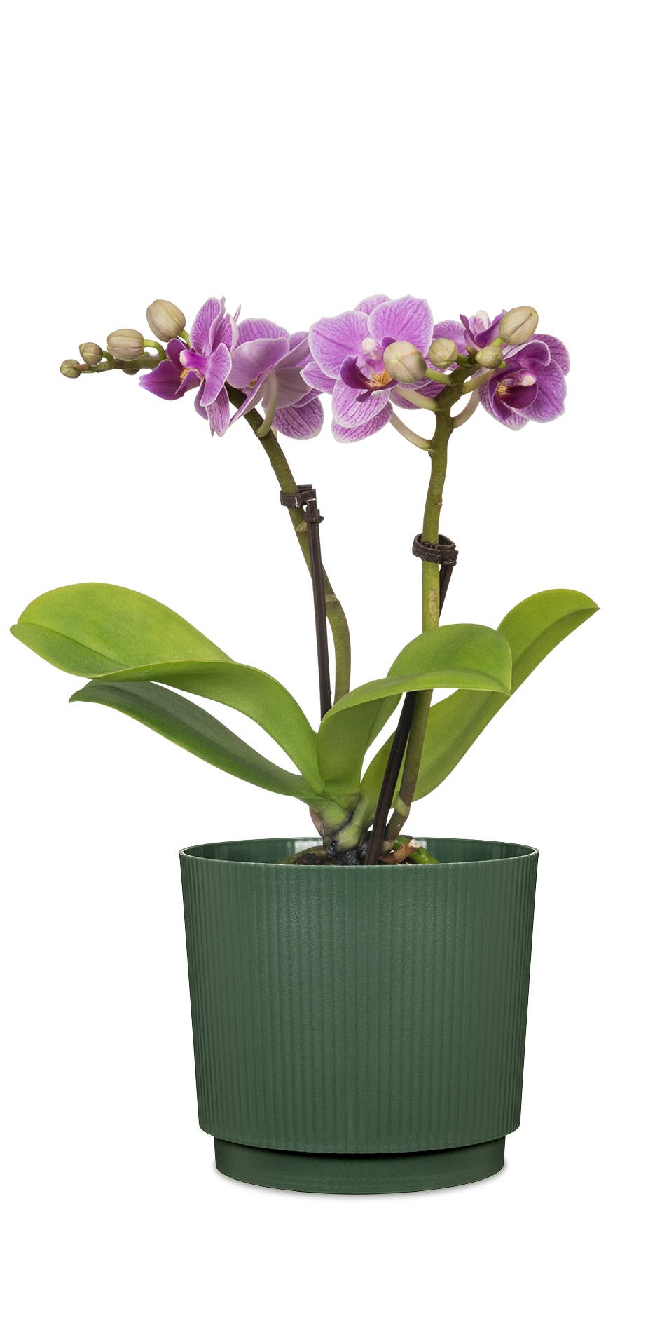 Blumentopf/Übertopf Lino 237/13 - 21 aus Kunststoff