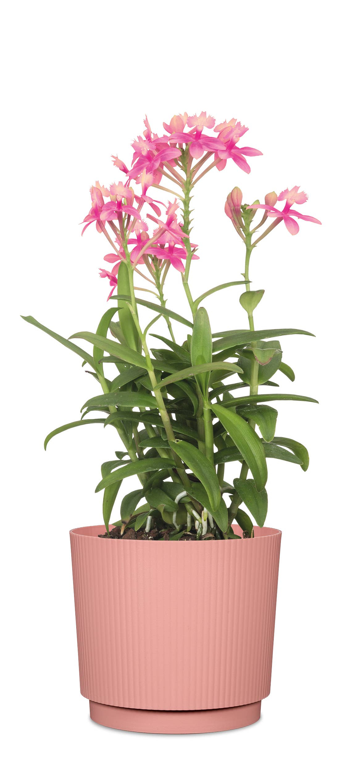 Blumentopf/Übertopf Lino 237/13 - 21 aus Kunststoff